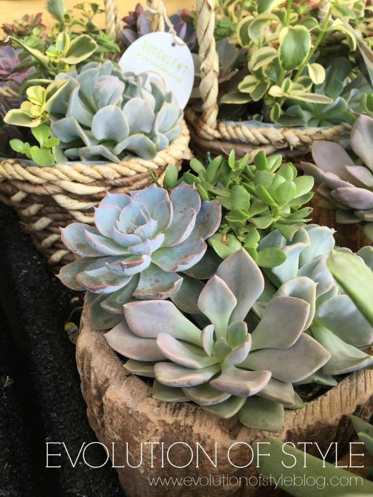 succulents