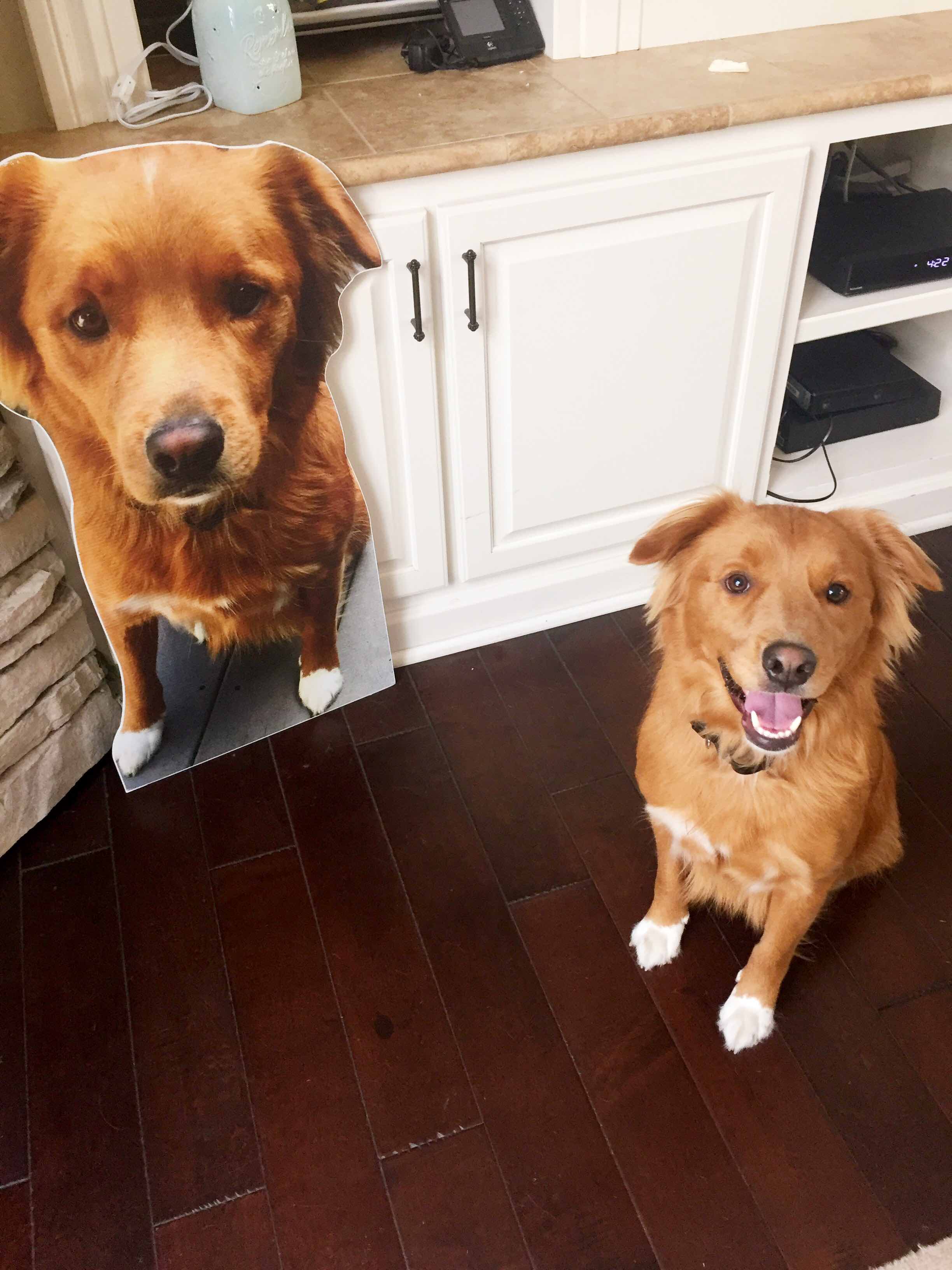 Dorm Decor - Cardboard Pet Cutout