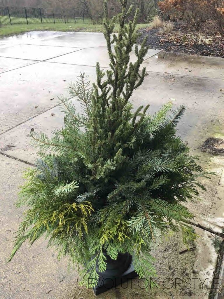 Add Evergreen Filler to Winter Porch Pot